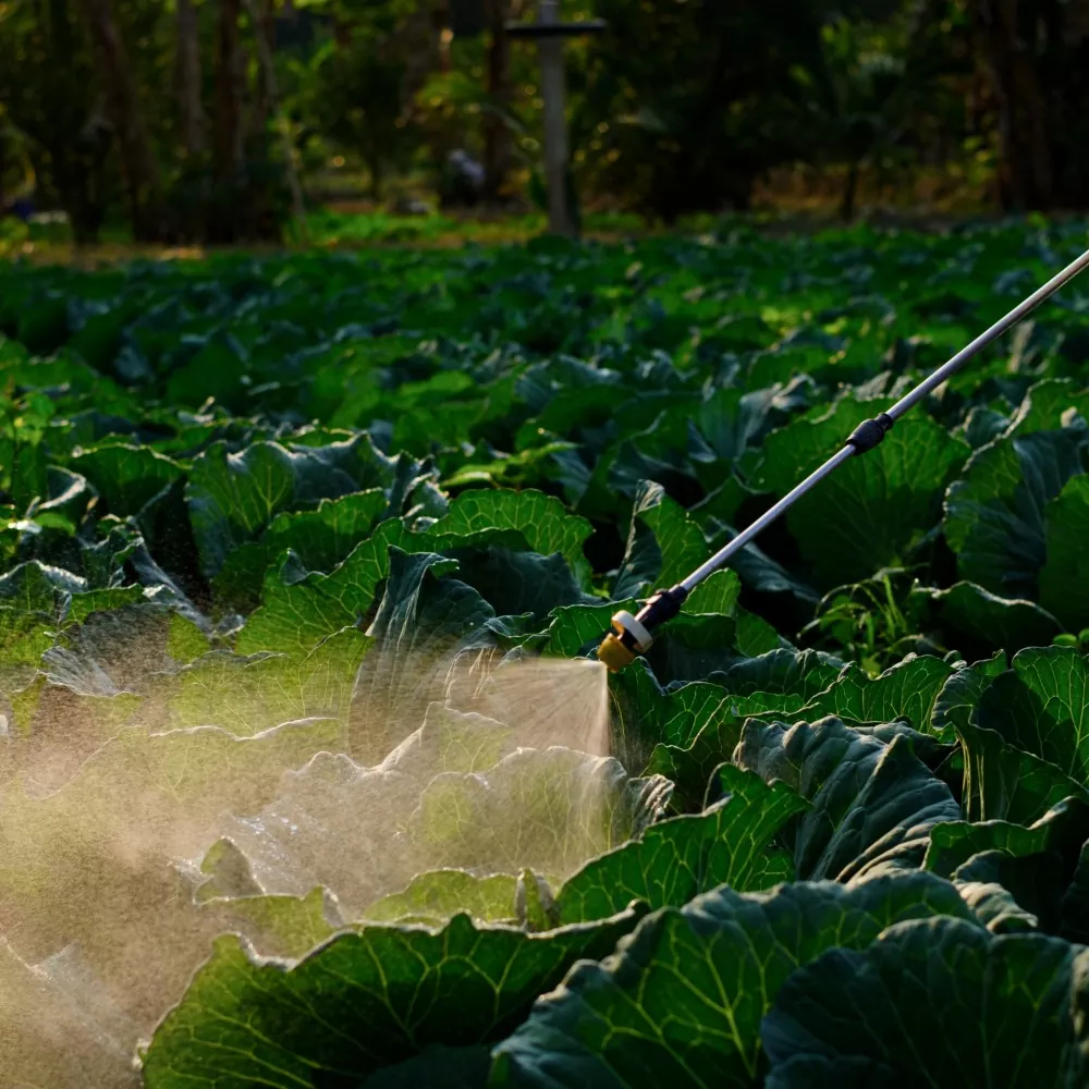 Agricultura-Huerta